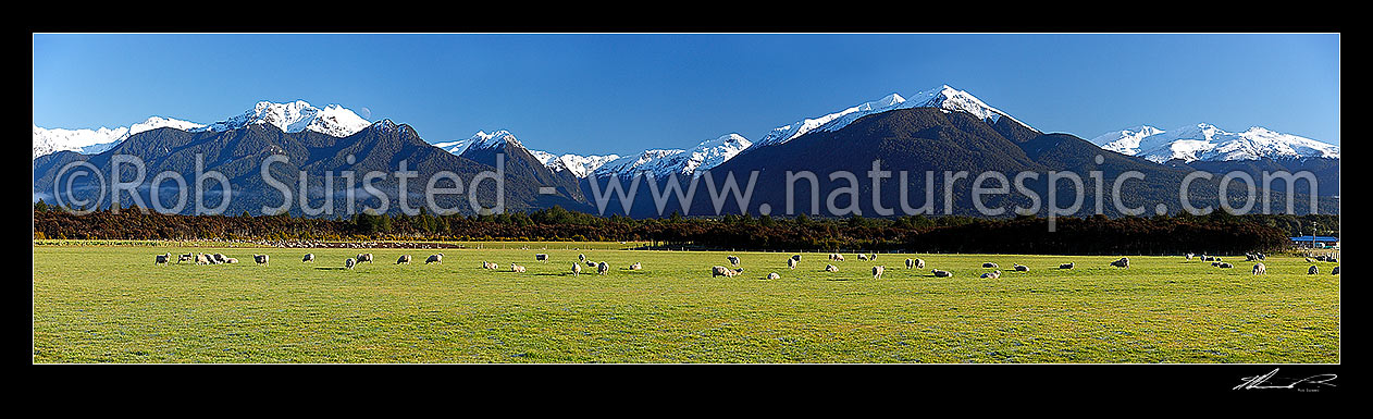 Image of Sheep flock grazing in lush fields with snowy Fiordland mountains beyond. Panorama, Manapouri, Southland District, Southland Region, New Zealand (NZ) stock photo image