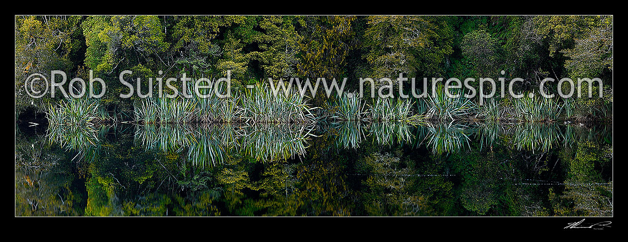 Image of Native flax plants, leaves and Podocarp forest reflected in the shores of a calm wetland lake (Phormium tenax). Panorama, Westland National Park, Westland District, West Coast Region, New Zealand (NZ) stock photo image