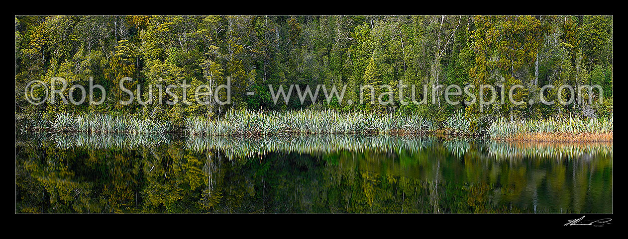 Image of Native flax plants, leaves and Podocarp forest reflected in the shores of a calm wetland lake (Phormium tenax). Panorama, Westland National Park, Westland District, West Coast Region, New Zealand (NZ) stock photo image