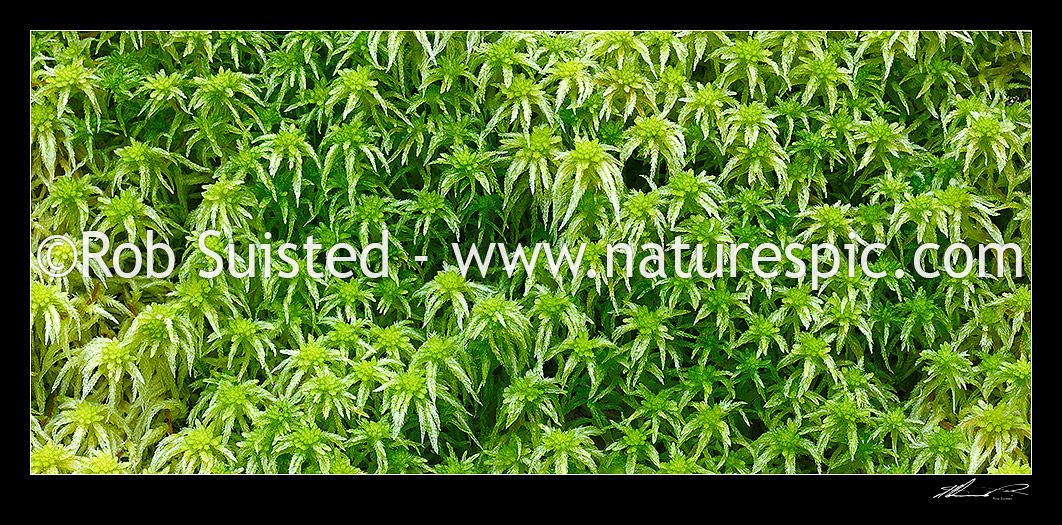 Image of Sphagnum moss (probably Sphagnum cristatum, Sphagnaceae), panorama format, New Zealand (NZ) stock photo image