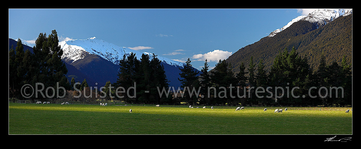 Image of Makarora River valley farmland. Sheep grazing in later afternoon sun during winter. Snow on the high country peaks, McKerrow Range right. Panorama, Makarora, Queenstown Lakes District, Otago Region, New Zealand (NZ) stock photo image