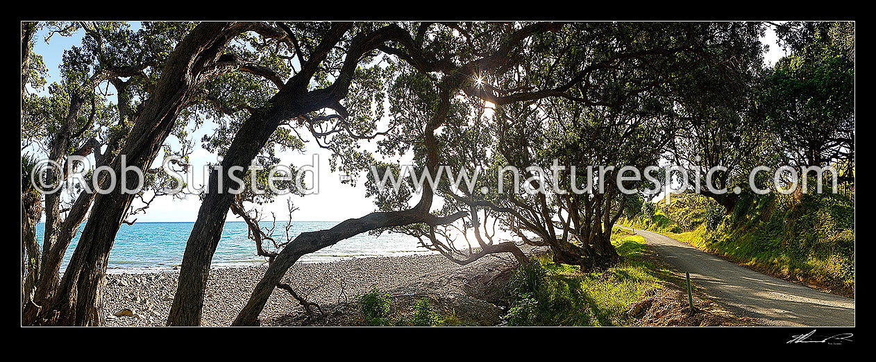 Image of Country road passing under shady coastal pohutukawa tree forest and through farmland on the Coromandel Peninsula. Port Jackson Road. Panorama, Cape Colville, Thames-Coromandel District, Waikato Region, New Zealand (NZ) stock photo image