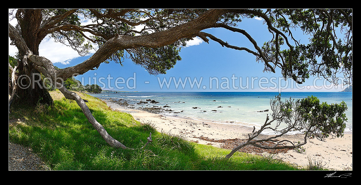 Image of Waihau Bay through the limbs of an old Pohutukawa tree on a warm summers day. Panorama with lush grass and white sand beach, Waihau Bay, Opotiki District, Bay of Plenty Region, New Zealand (NZ) stock photo image