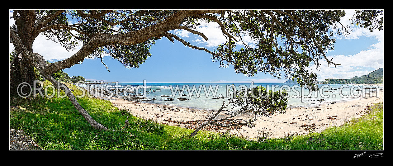 Image of Waihau Bay through the limbs of an old Pohutukawa tree on a warm summers day. Panorama with lush grass and white sand beach, Waihau Bay, Opotiki District, Bay of Plenty Region, New Zealand (NZ) stock photo image