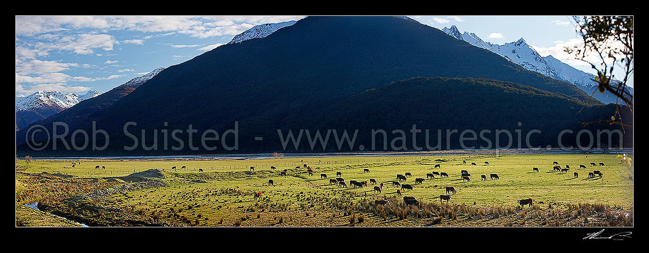 Image of Makarora River valley farmland. Hereford cattle grazing on flats in late afternoon sun during winter. Snow on the high country peaks. Panorama, Makarora, Queenstown Lakes District, Otago Region, New Zealand (NZ) stock photo image