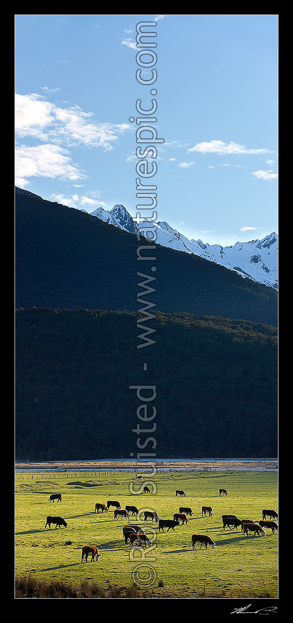 Image of Makarora River valley farmland. Hereford cattle grazing on flats in late afternoon sun during winter. Snow on the high country peaks. Vertical panorama, Makarora, Queenstown Lakes District, Otago Region, New Zealand (NZ) stock photo image