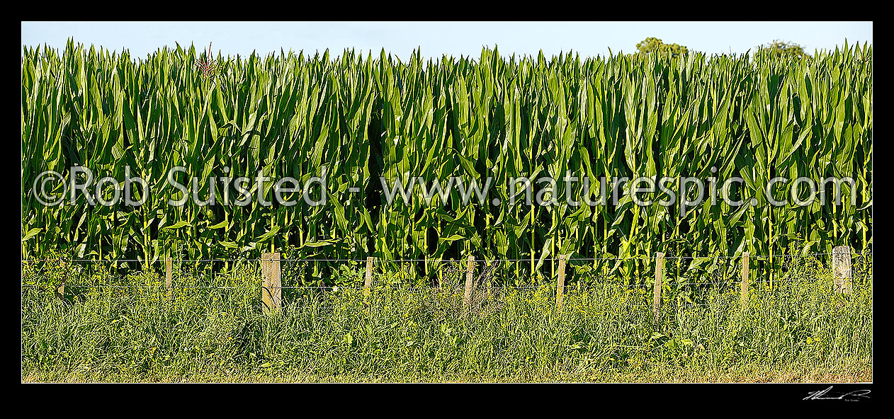 Image of Maize or sweet corn crop growing in field. Panorama format, New Zealand (NZ) stock photo image