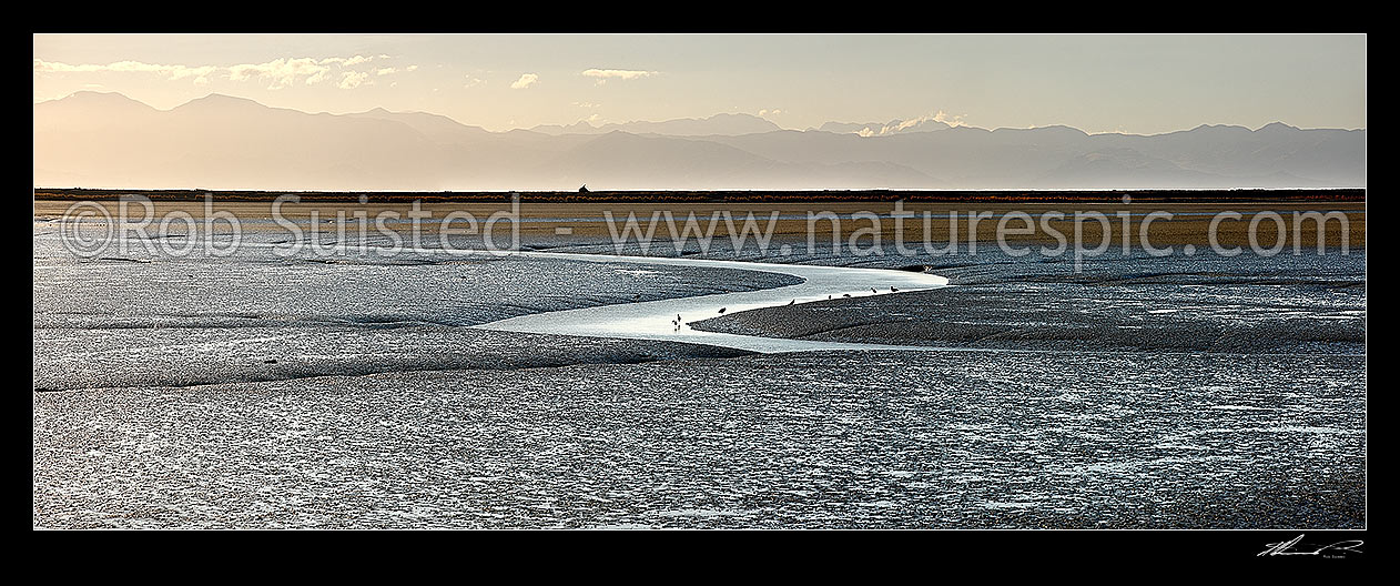 Image of Tidal mudflats and snaking stream in Nelson Haven estuary behind Boulder Bank, with herons, shags and gulls feeding along waters edge. Evening panorama with Kahurangi Mountains behind. Atawhai, Nelson, Nelson City District, Nelson Region, New Zealand (NZ) stock photo image