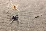 Wind blown seed head on beach