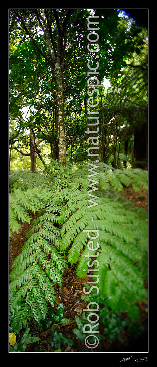 Image of NZ native bush. Tree ferns inside forest. Abstract selective tilt blur focus through centre, vertical panorama, Wellington, New Zealand (NZ) stock photo image