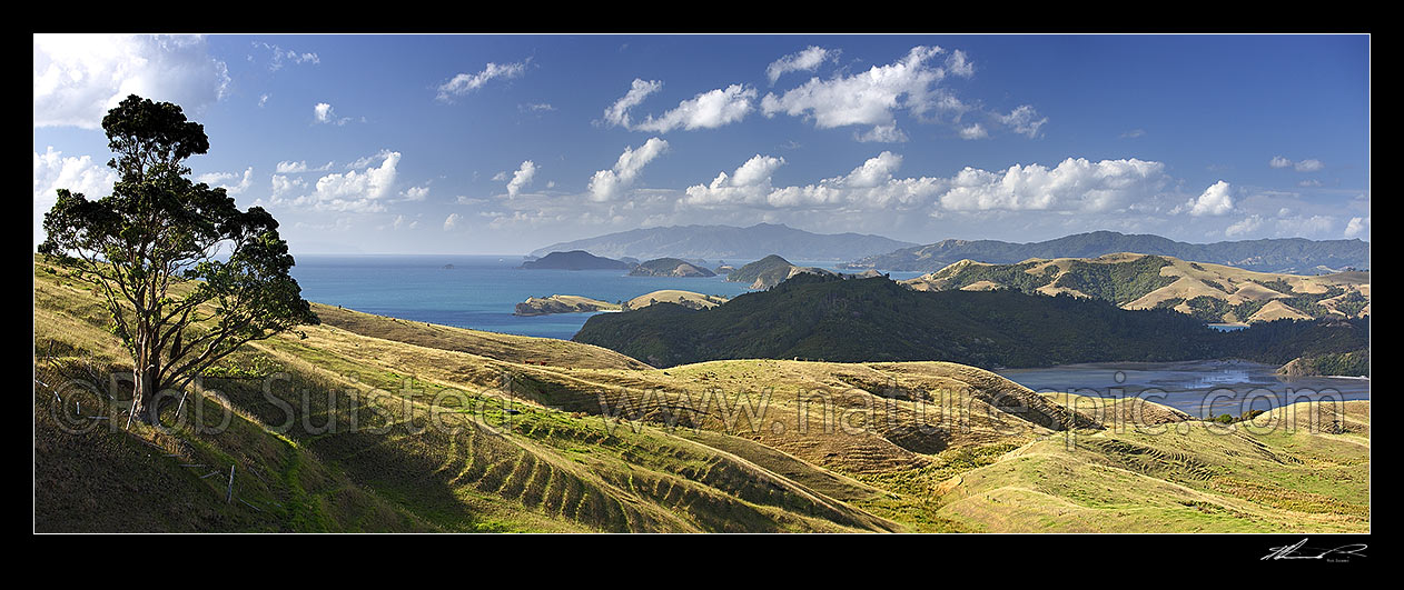 Image of Overlooking farmland towards Coromandel Harbour and Coromandel town (centre). Manaia Harbour foreground. Moehau Range distant. Pohutukawa tree. Panorama, Coromandel, Thames-Coromandel District, Waikato Region, New Zealand (NZ) stock photo image