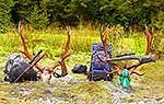 Wapiti deer antlers on ground