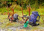 Wapiti antlers resting on ground