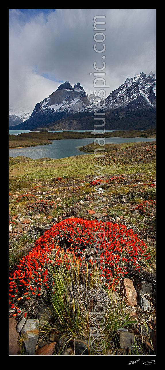 Image of The Cordillera del Paine in Torres del Paine National Park, with Nordenskjld Lake (Lago Nordenskjol). Chilean Patagonia. Vertical panorama, Puerto Natales, Chile stock photo image