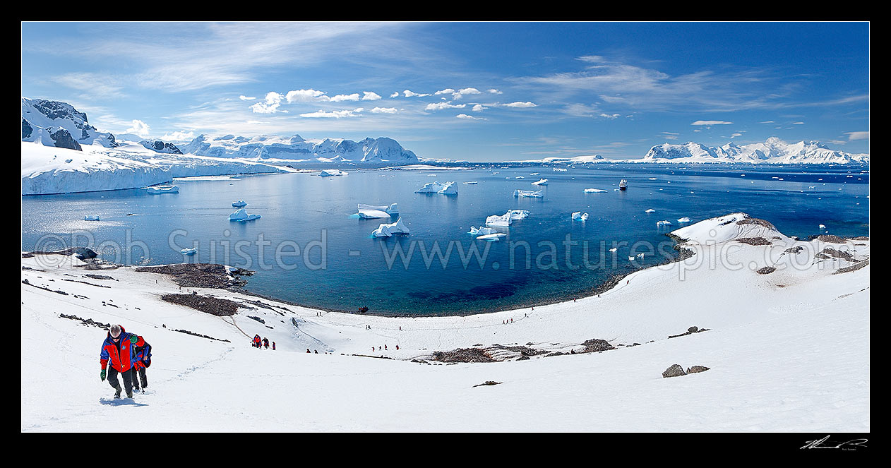 Image of Tourist visitors from Silversea Prince Albert II ship visiting Cuverville Island and climbing now slope. Penguin colonies, icebergs and ship below. Panorama, Cuverville Island, Antarctic Peninsula, Antarctica Region, Antarctica stock photo image