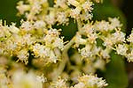 Closeup of Rangiora flowers