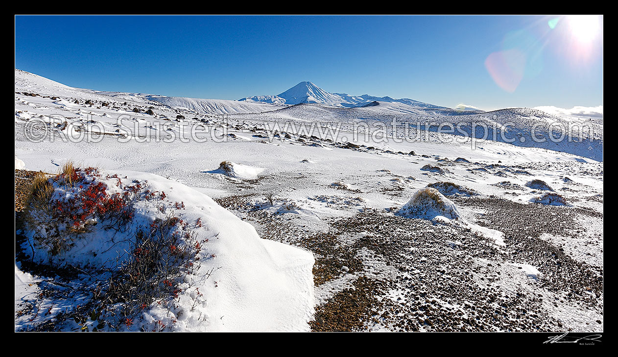 Image of Rangipo desert panorama with Mt Ngauruhoe centre, in winter snow. Alipine plants in foreground. Panorama, Tongariro National Park, Ruapehu District, Manawatu-Wanganui Region, New Zealand (NZ) stock photo image