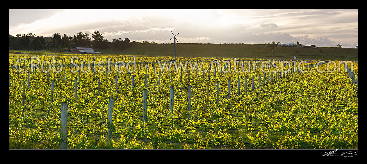 Image of Vineyards and grapevines in evening light. Frost protection windmill centre. Panorama, Hawke's Bay, Hastings District, Hawke's Bay Region, New Zealand (NZ) stock photo image