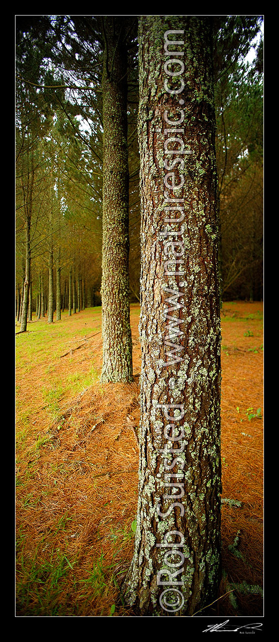 Image of Pine tree plantation timber production forest (Pinus radiata) with tree trunk and bark texture. Vertical panorama, Taupo District, Waikato Region, New Zealand (NZ) stock photo image