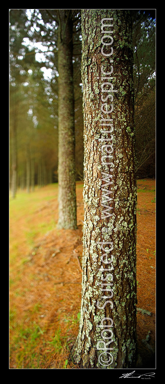 Image of Pine tree plantation timber production forest (Pinus radiata) with tree trunk and bark texture. Vertical panorama. Selective tilt-shift focus used in panorama, Taupo District, Waikato Region, New Zealand (NZ) stock photo image