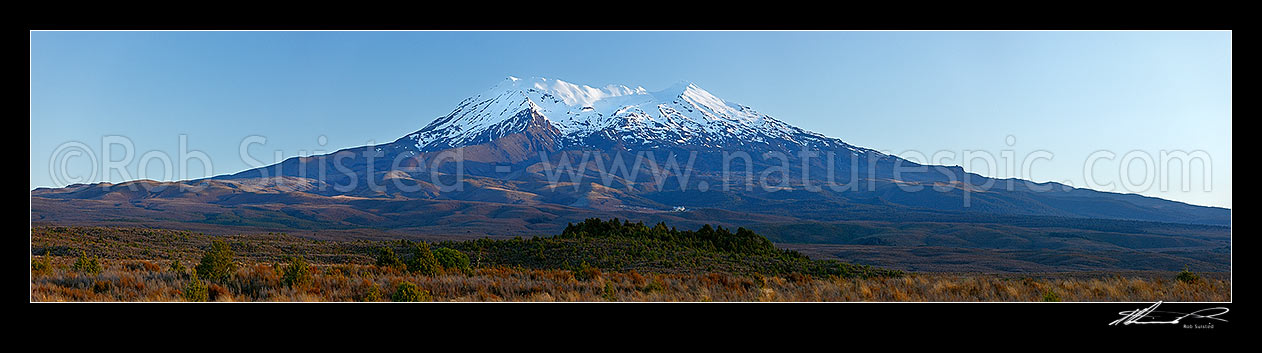 Image of Mount Ruapehu panorama. Looking across red tussock and invasive Heather (Calluna vulgaris) to the volcanic cone of Mt Ruapehu (2797m). The Chateau visible centre. Panorama, Tongariro National Park, Ruapehu District, Manawatu-Wanganui Region, New Zealand (NZ) stock photo image