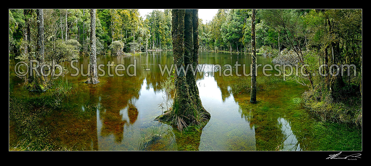 Image of Waihora Lagoon, still forest lake nestled amongst tall Podocarp forest - rimu, kahikatea trees etc. Panorama, Pureora Forest Park, Waitomo District, Waikato Region, New Zealand (NZ) stock photo image