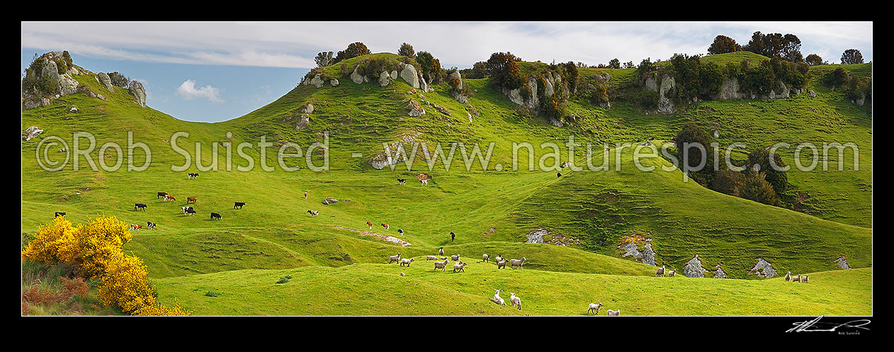 Image of Farmland rural panorama with sheep and cattle grazing amongst lush rolling hills and limestone outcrops, Pureora, Taupo District, Waikato Region, New Zealand (NZ) stock photo image