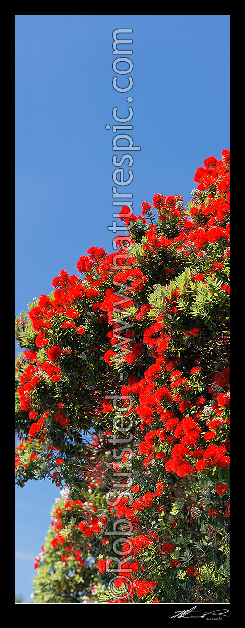 Image of Pohutukawa tree flowers (Metrosideros excelsa). Flowering at Christmas time. Known as New Zealand Xmas tree. Very large mural file. Vertical panorama, New Zealand (NZ) stock photo image