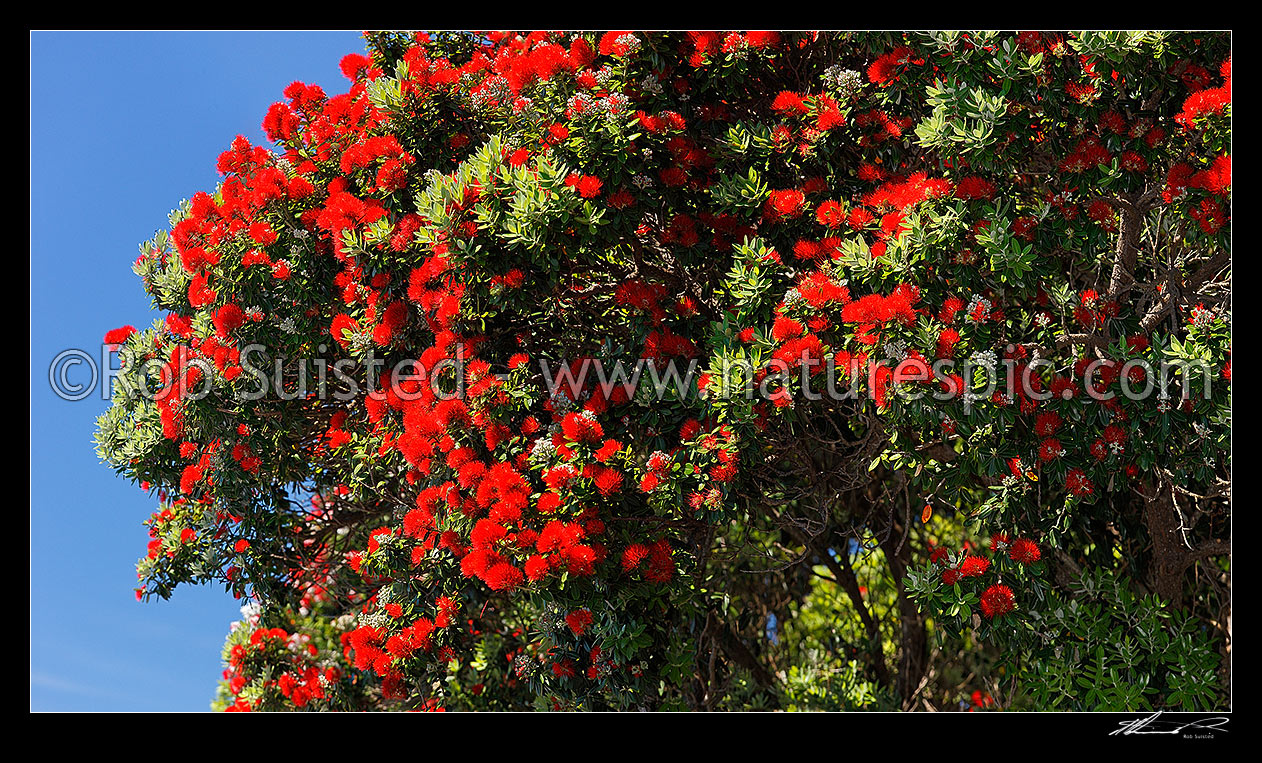 Image of Pohutukawa tree flowers (Metrosideros excelsa). Flowering at Christmas time. Known as New Zealand Xmas tree. Very large mural file, New Zealand (NZ) stock photo image