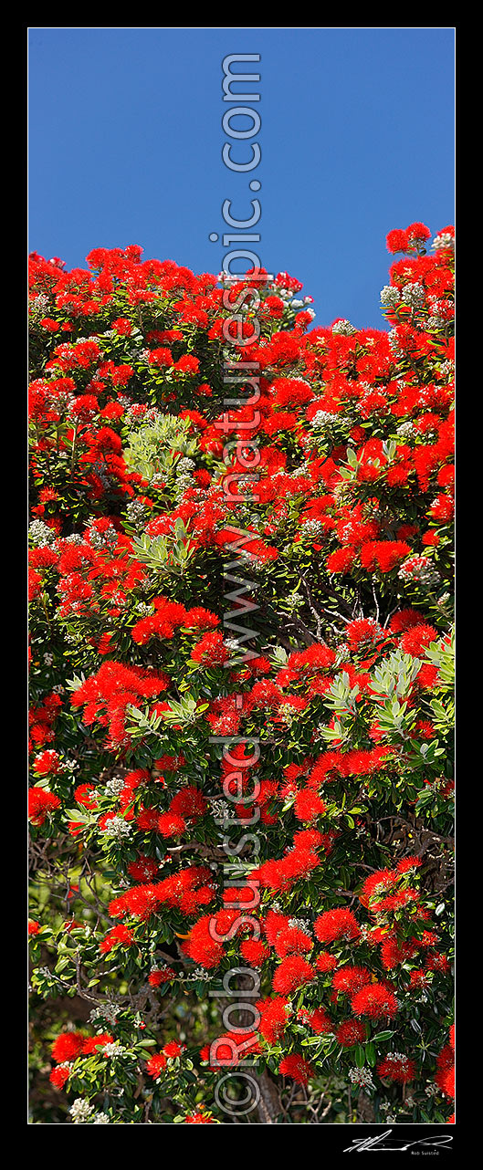 Image of Pohutukawa tree flowers (Metrosideros excelsa). Flowering at Christmas time. Known as New Zealand Xmas tree. Very large mural file. Vertical panorama, New Zealand (NZ) stock photo image