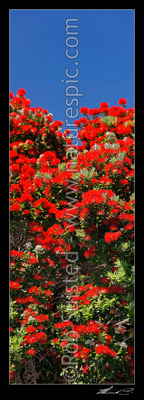 Image of Pohutukawa tree flowers (Metrosideros excelsa). Flowering at Christmas time. Known as New Zealand Xmas tree. Very large mural file. Vertical panorama, New Zealand (NZ) stock photo image