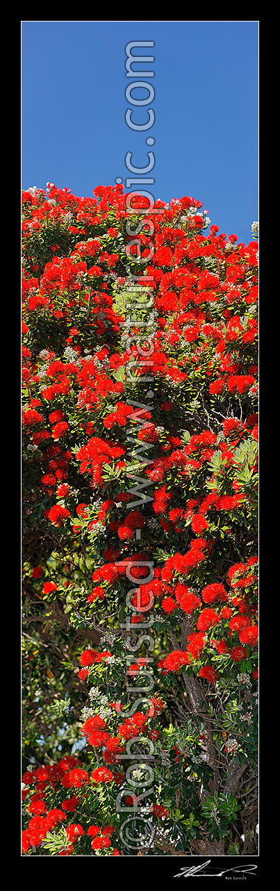 Image of Pohutukawa tree flowers (Metrosideros excelsa). Flowering at Christmas time. Known as New Zealand Xmas tree. Very large mural file. Vertical panorama, New Zealand (NZ) stock photo image