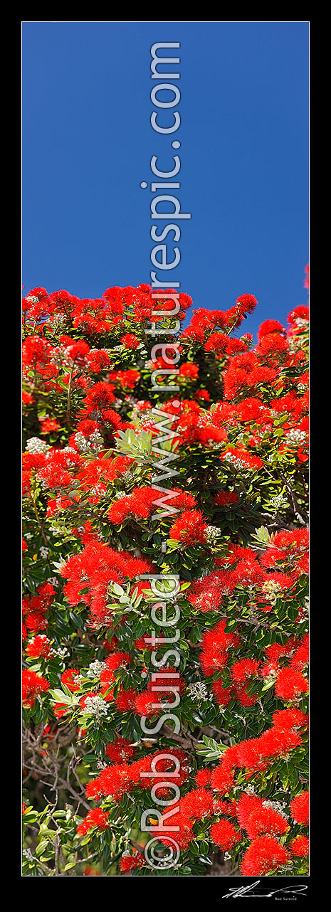 Image of Pohutukawa tree flowers (Metrosideros excelsa). Flowering at Christmas time. Known as New Zealand Xmas tree. Very large mural file. Vertical panorama, New Zealand (NZ) stock photo image