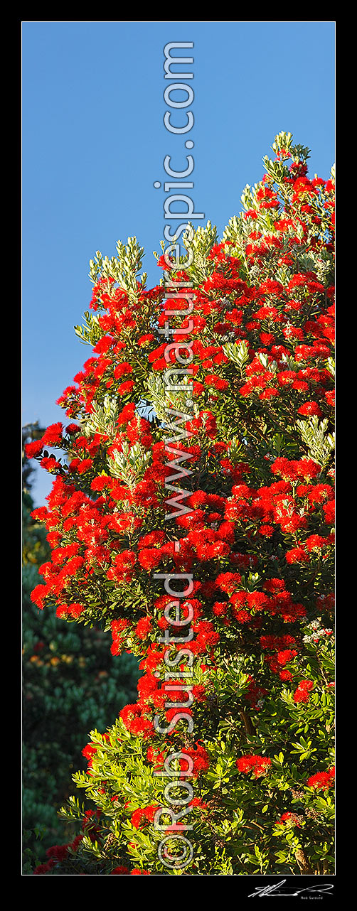 Image of Pohutukawa tree flowers (Metrosideros excelsa). Flowering at Christmas time. Known as New Zealand Xmas tree. Very large mural file. Vertical panorama, New Zealand (NZ) stock photo image