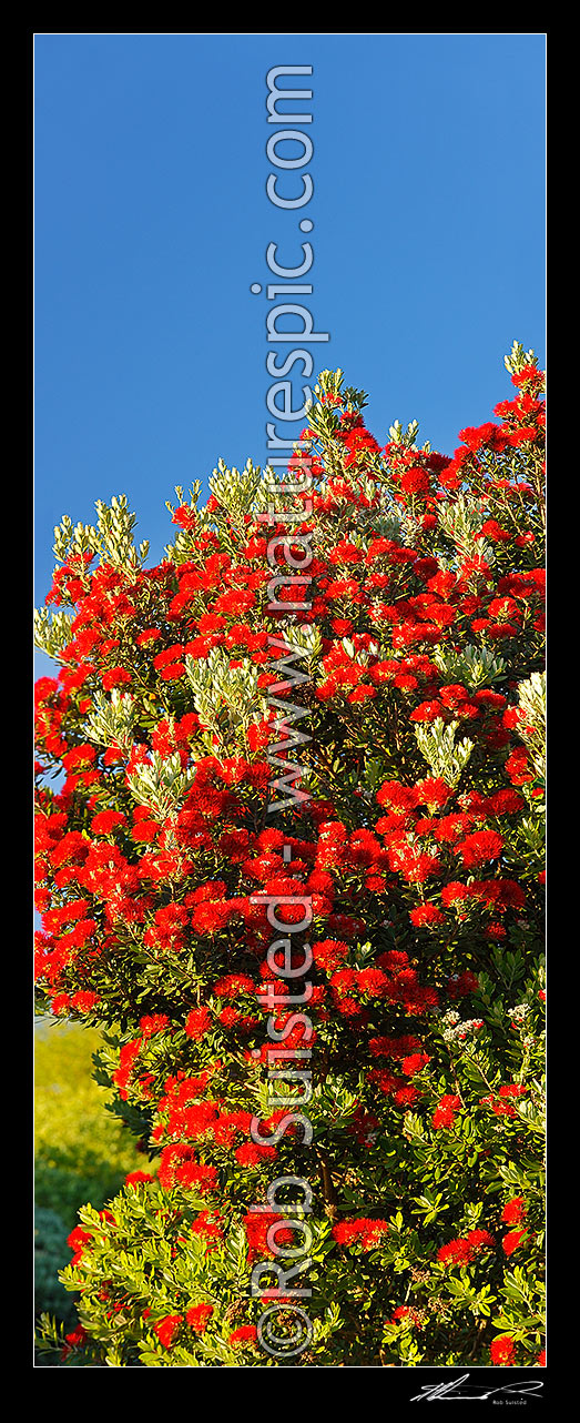 Image of Pohutukawa tree flowers (Metrosideros excelsa). Flowering at Christmas time. Known as New Zealand Xmas tree. Very large mural file. Vertical panorama, New Zealand (NZ) stock photo image