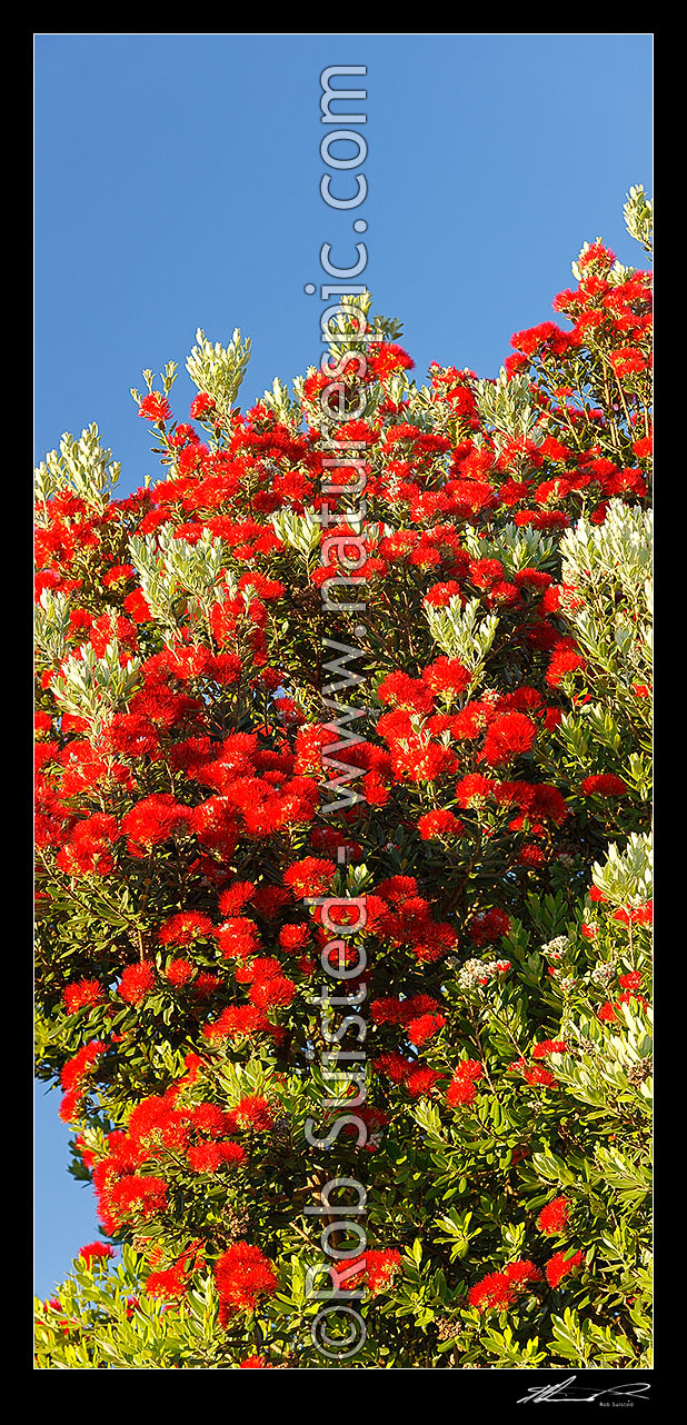 Image of Pohutukawa tree flowers (Metrosideros excelsa). Flowering at Christmas time. Known as New Zealand Xmas tree. Very large mural file. Vertical panorama, New Zealand (NZ) stock photo image