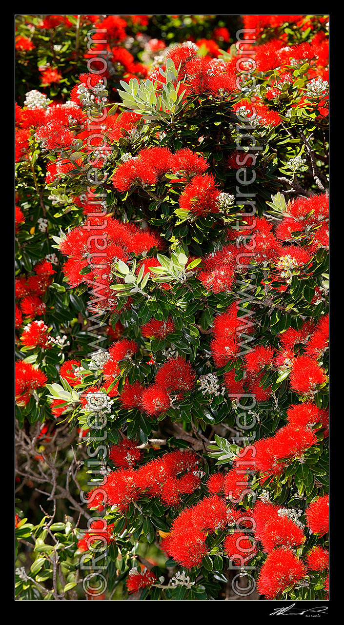 Image of Pohutukawa tree flowers (Metrosideros excelsa). Flowering at Christmas time. Known as New Zealand Xmas tree, New Zealand (NZ) stock photo image