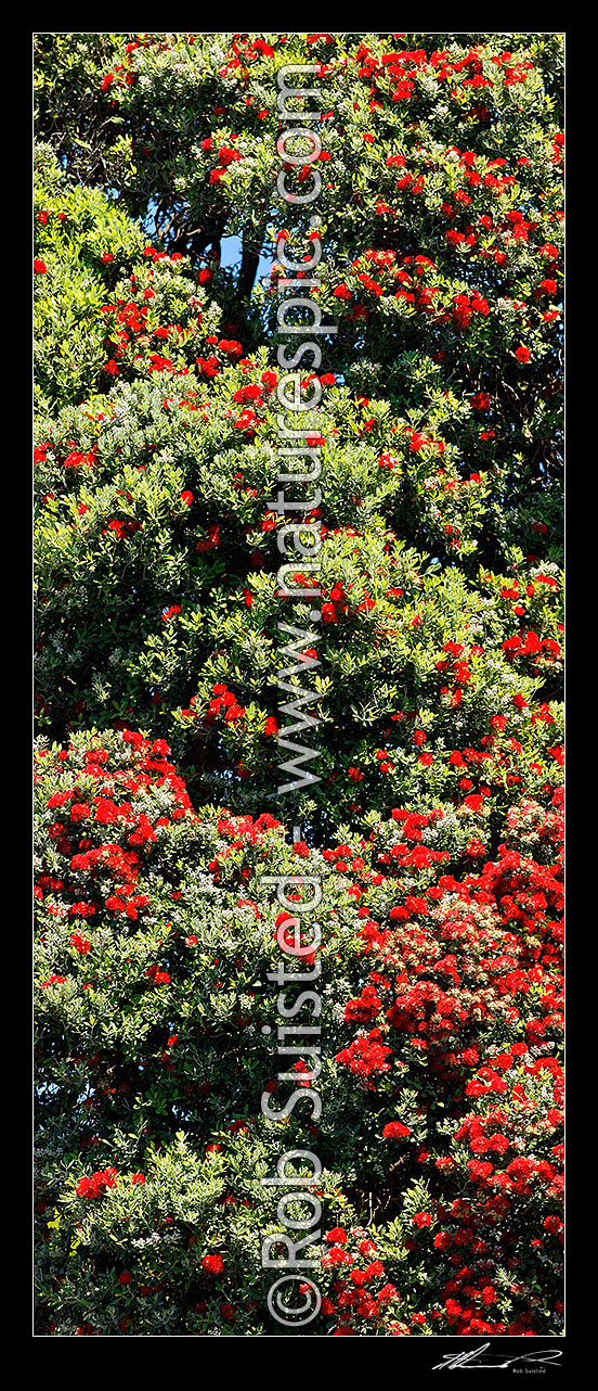 Image of Pohutukawa tree flowers (Metrosideros excelsa). Flowering at Christmas time. Known as New Zealand Xmas tree. Very large mural file. Vertical panorama, New Zealand (NZ) stock photo image