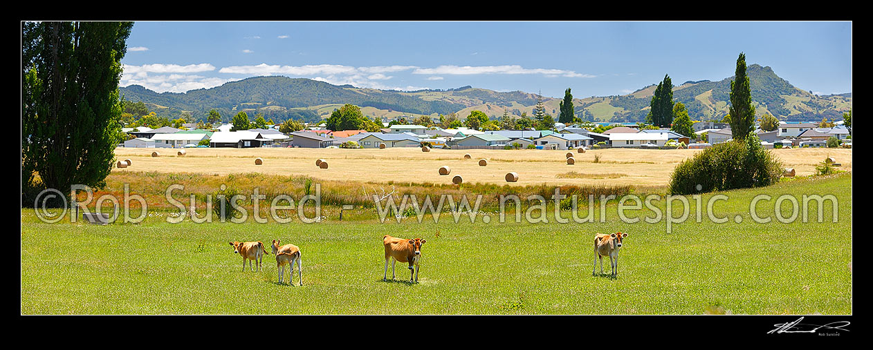 Image of Urban and suburban development encroaching on farmland. Cattle and hay padocks with new housing being built behind traditional farming area. Panorama, Cook's Beach, Coromandel Peninsula, Thames-Coromandel District, Waikato Region, New Zealand (NZ) stock photo image