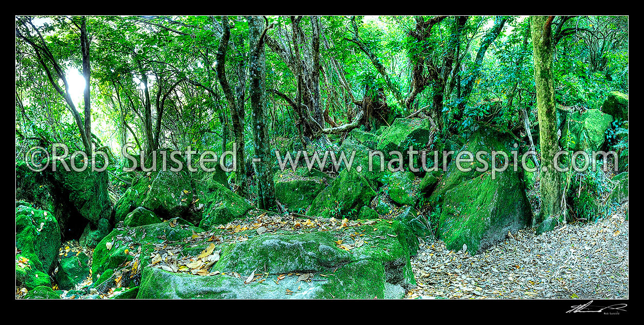 Image of Native forest interior. Coastal Broadleaf and rocks. Panorama, Hahei, Coromandel Peninsula, Thames-Coromandel District, Waikato Region, New Zealand (NZ) stock photo image