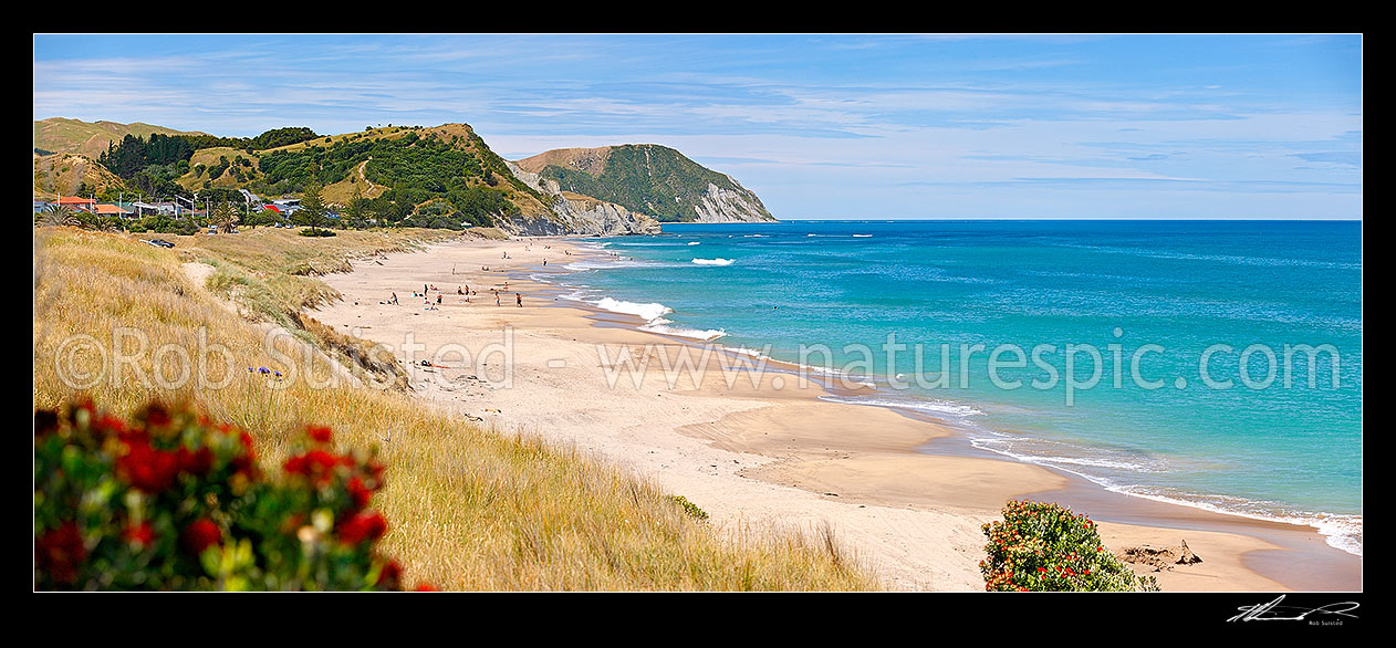 Image of Wainui Beach summer panorama. Makarori Point middle, with Tatapouri Point beyond. Pohutukawa tree flowers in foreground, Wainui Beach, Gisborne District, Gisborne Region, New Zealand (NZ) stock photo image