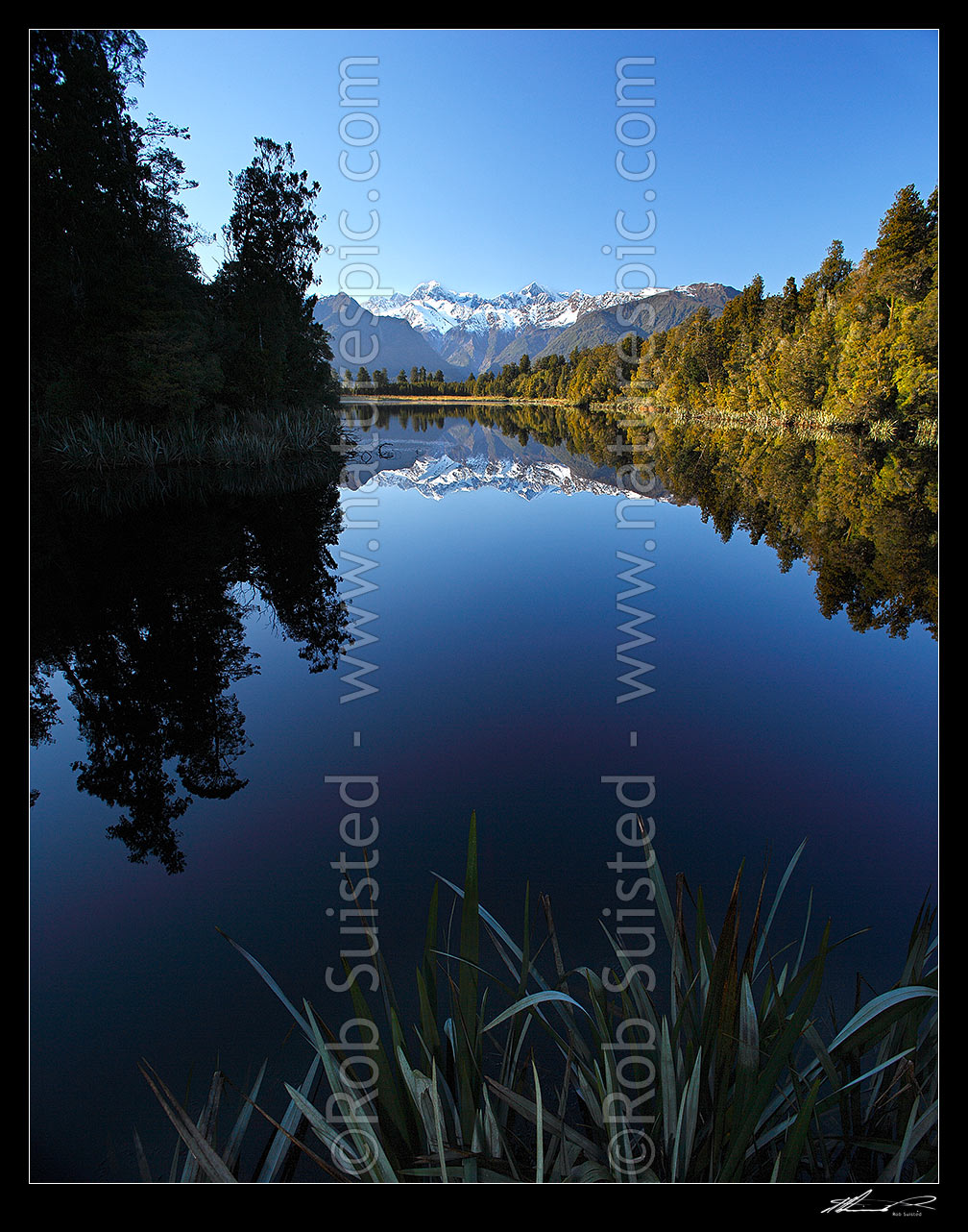 Image of Lake Matheson. Morning calm reflections on lake with Aoraki / Mount Cook (right;3754m) and Mount Tasman (left;3498m). Square format. South Westland, Westland National Park, Westland District, West Coast Region, New Zealand (NZ) stock photo image