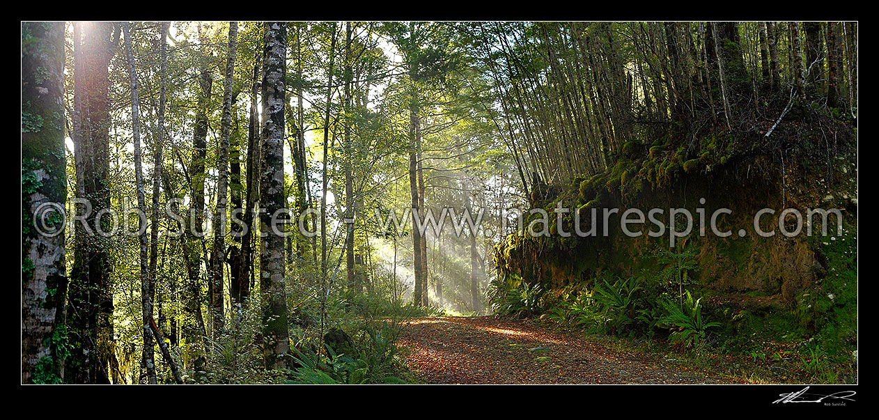 Image of Moody forest road on a misty winter morning with sun rays streaming into beech forest (Nothofagus sp.). Panorama, Buller, Buller District, West Coast Region, New Zealand (NZ) stock photo image