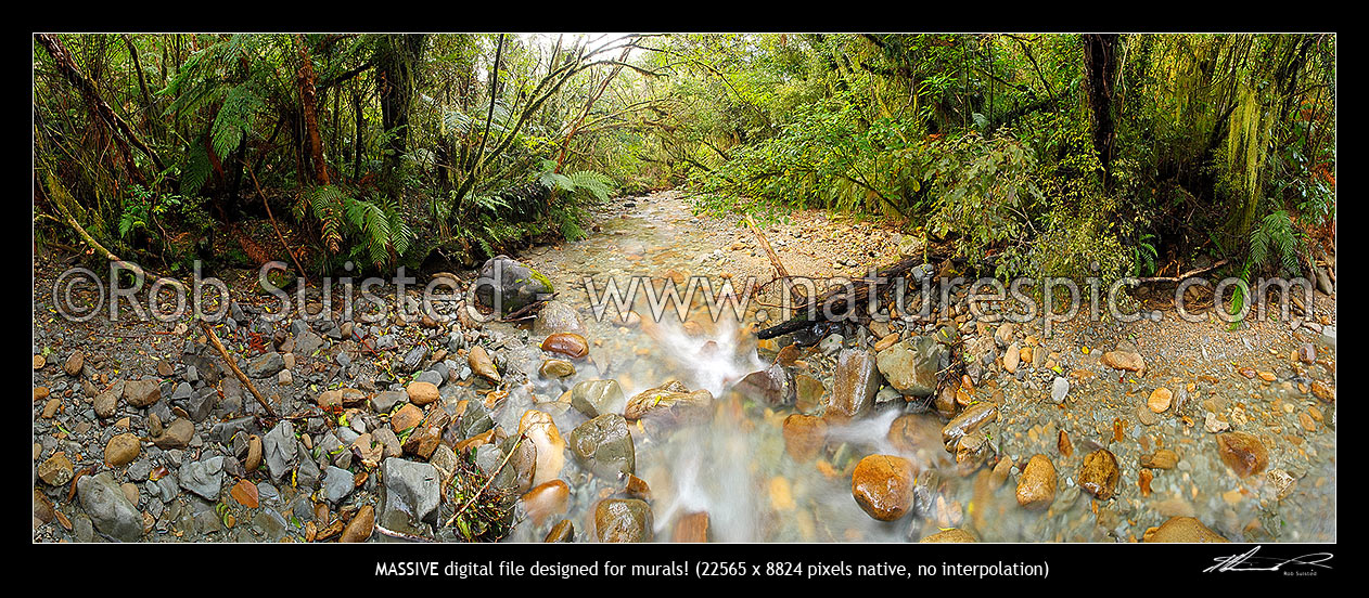 Image of Crystal clear forest river running through rainforest and tree ferns. Massive panorama file, Ross, Westland District, West Coast Region, New Zealand (NZ) stock photo image