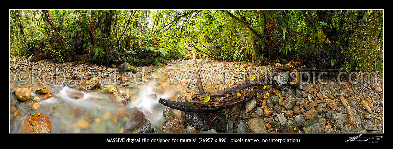 Image of Crystal clear forest river running through rainforest and tree ferns. Massive panorama file, Ross, Westland District, West Coast Region, New Zealand (NZ) stock photo image