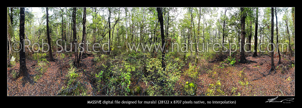 Image of Inside Beech Forest (mainly Red & Silver Beech trees, Nothofagus sp.) near the start of the Buller River. Giant panorama, St Arnaud, Nelson Lakes National Park, Buller District, West Coast Region, New Zealand (NZ) stock photo image