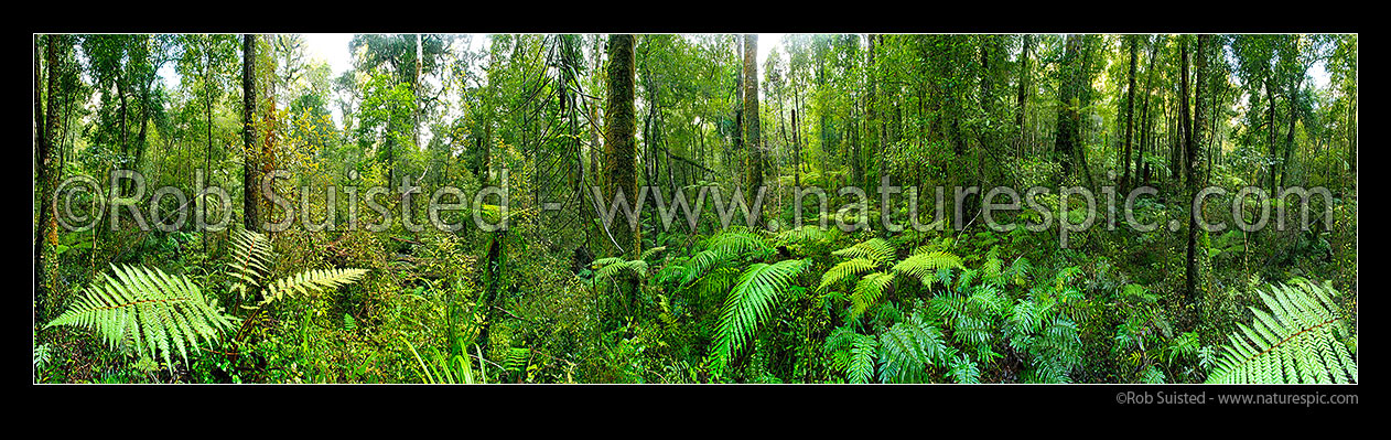 Image of Native rainforest with tree ferns and rimu trees. Massive panorama, Hokitika, Westland District, West Coast Region, New Zealand (NZ) stock photo image