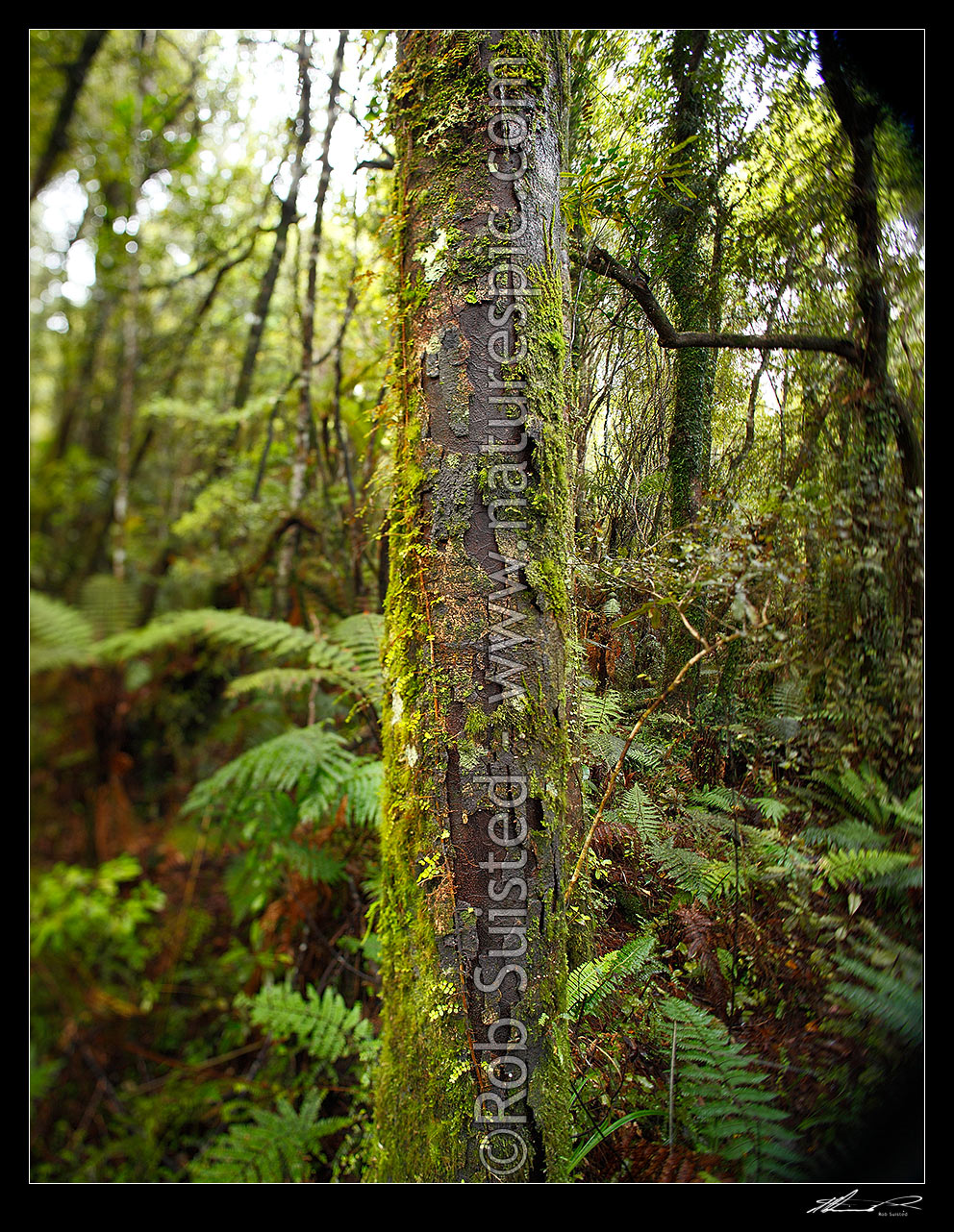 Image of Rimu tree trunk and moss (Dacrydium cupressinum) in lush rainforest, with arty blurry shift tilt focus. Square format, Hokitika, Westland District, West Coast Region, New Zealand (NZ) stock photo image