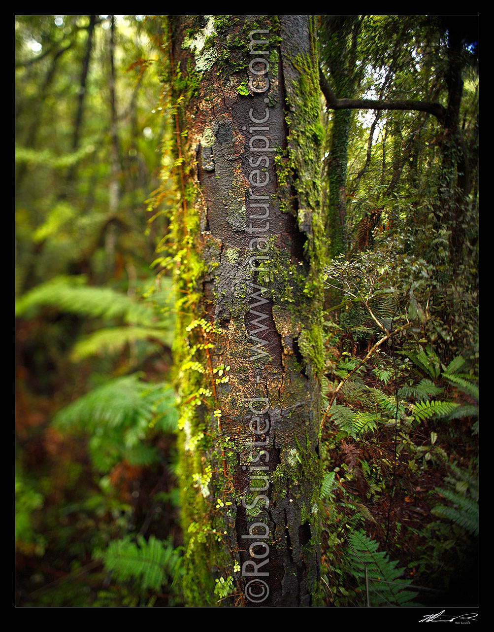 Image of Rimu tree trunk and moss (Dacrydium cupressinum) in lush rainforest, with arty blurry shift tilt focus. Square format, Hokitika, Westland District, West Coast Region, New Zealand (NZ) stock photo image