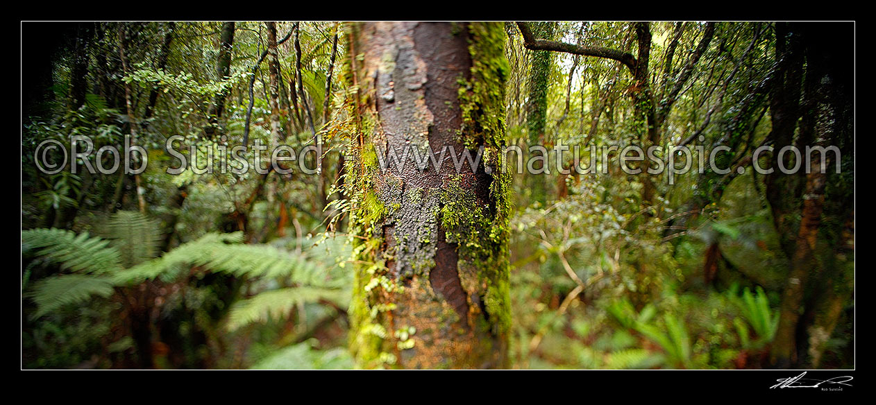 Image of Rimu tree (Dacrydium cupressinum) trunk, moss and ferns in lush rainforest, with arty blurry shift tilt focus. Panorama format, Hokitika, Westland District, West Coast Region, New Zealand (NZ) stock photo image